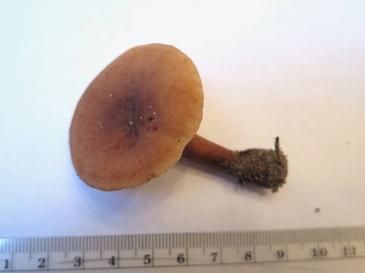 Lactarius frustratus image