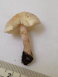 Lepiota cristata image