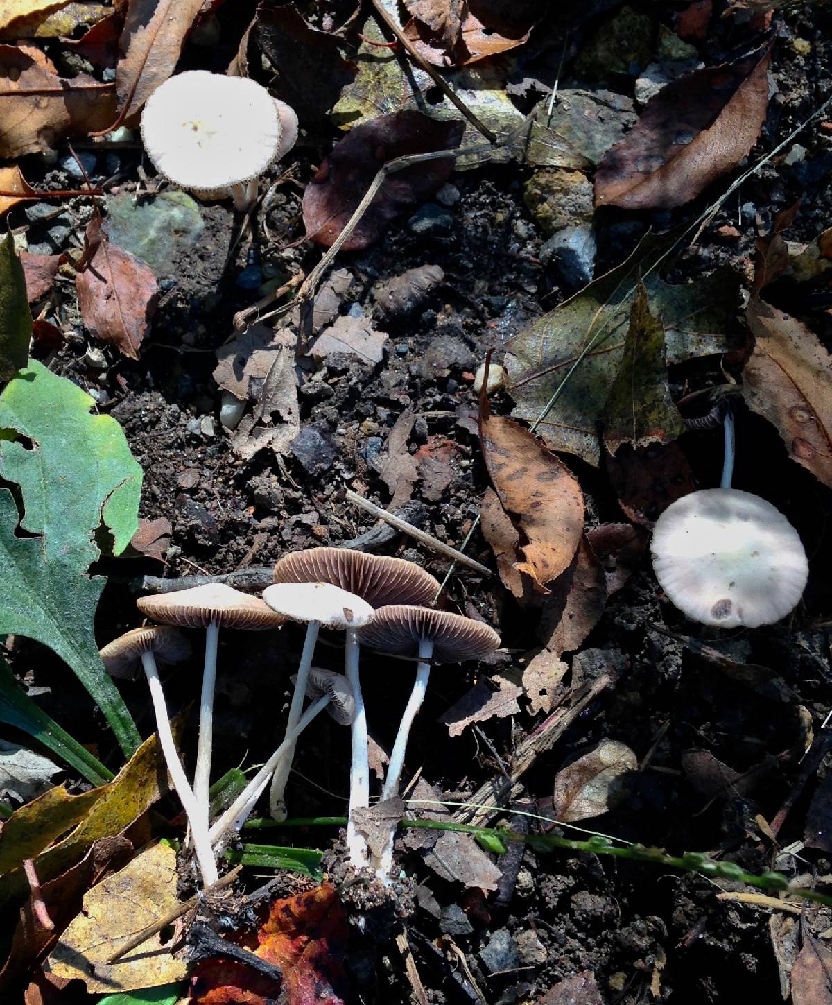 Psathyrella lithocarpi image