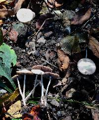 Image of Psathyrella lithocarpi