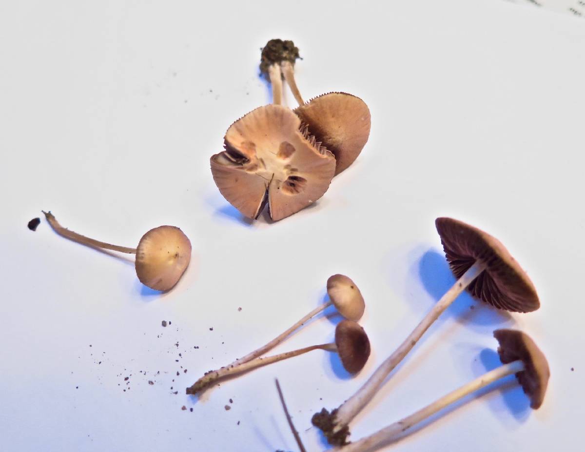 Psathyrella pseudogracilis image
