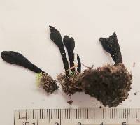 Image of Trichoglossum walteri