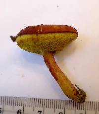 Image of Xerocomus illudens