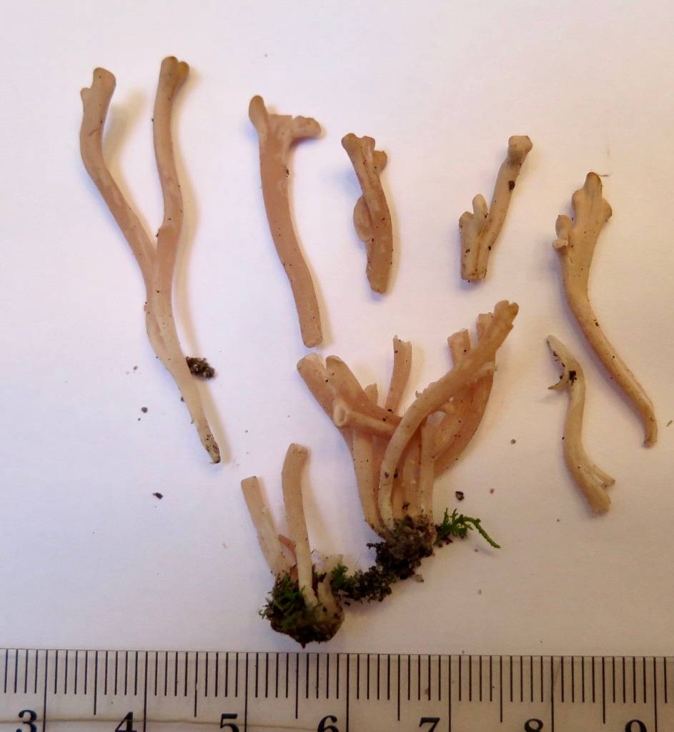 Clavaria rubicundula image