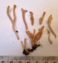 Image of Clavaria rubicundula