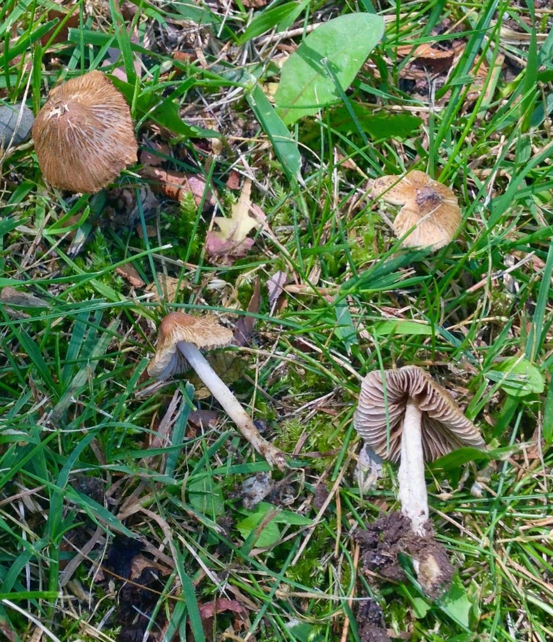 Inocybe subfulva image