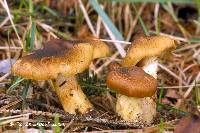 Cortinarius clandestinus image