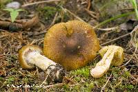 Cortinarius clandestinus image