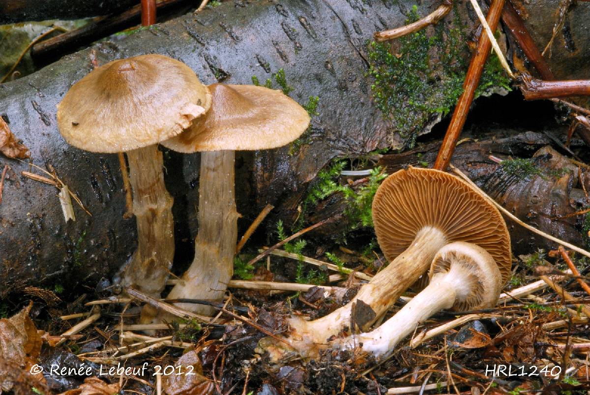 Cortinarius betuletorum image