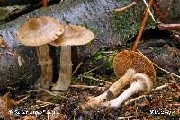 Image of Cortinarius betuletorum