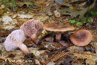 Lactarius mutabilis image