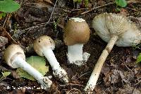 Amanita spreta image