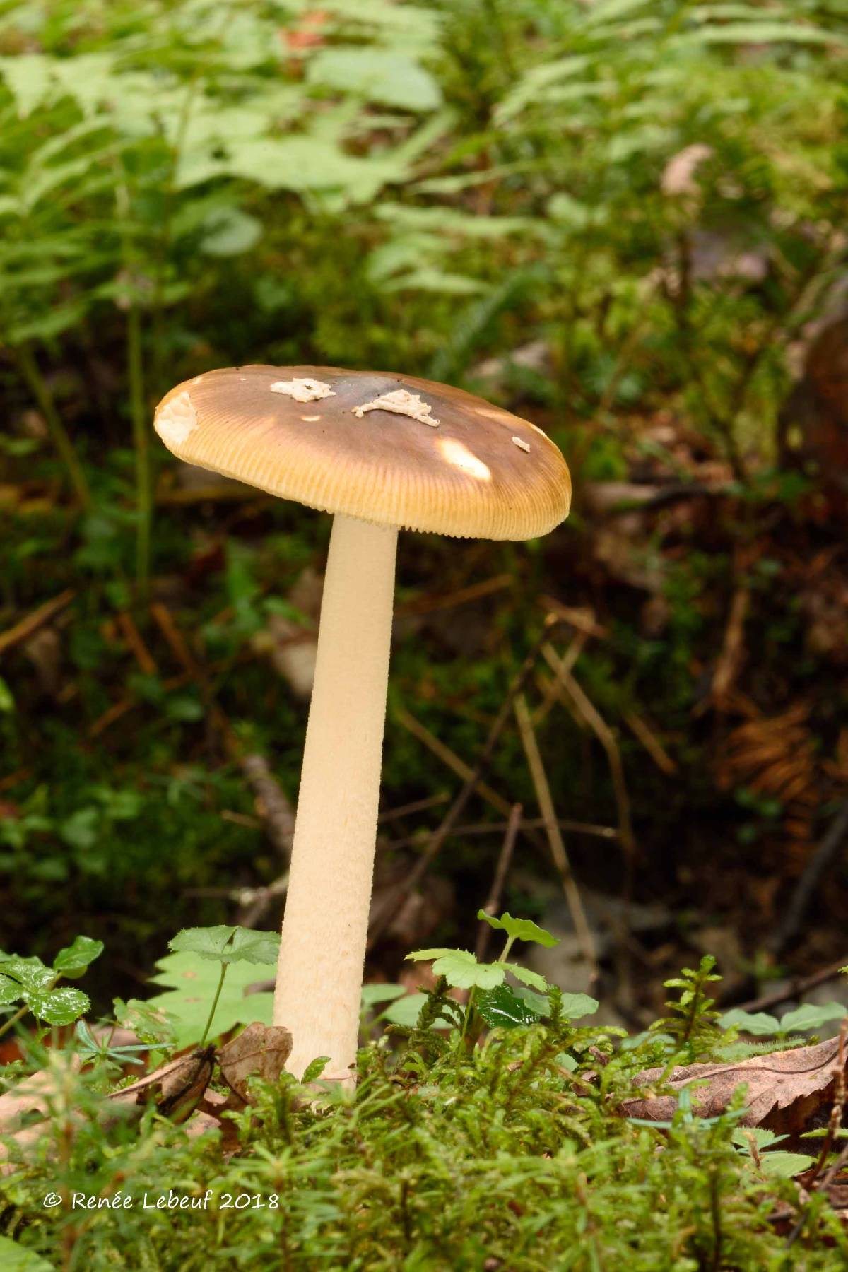 Amanita variicolor image