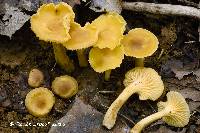 Cantharellus appalachiensis image