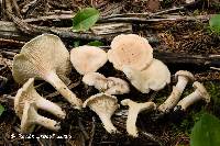 Cantharellus enelensis image