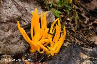 Clavulinopsis aurantiocinnabarina image