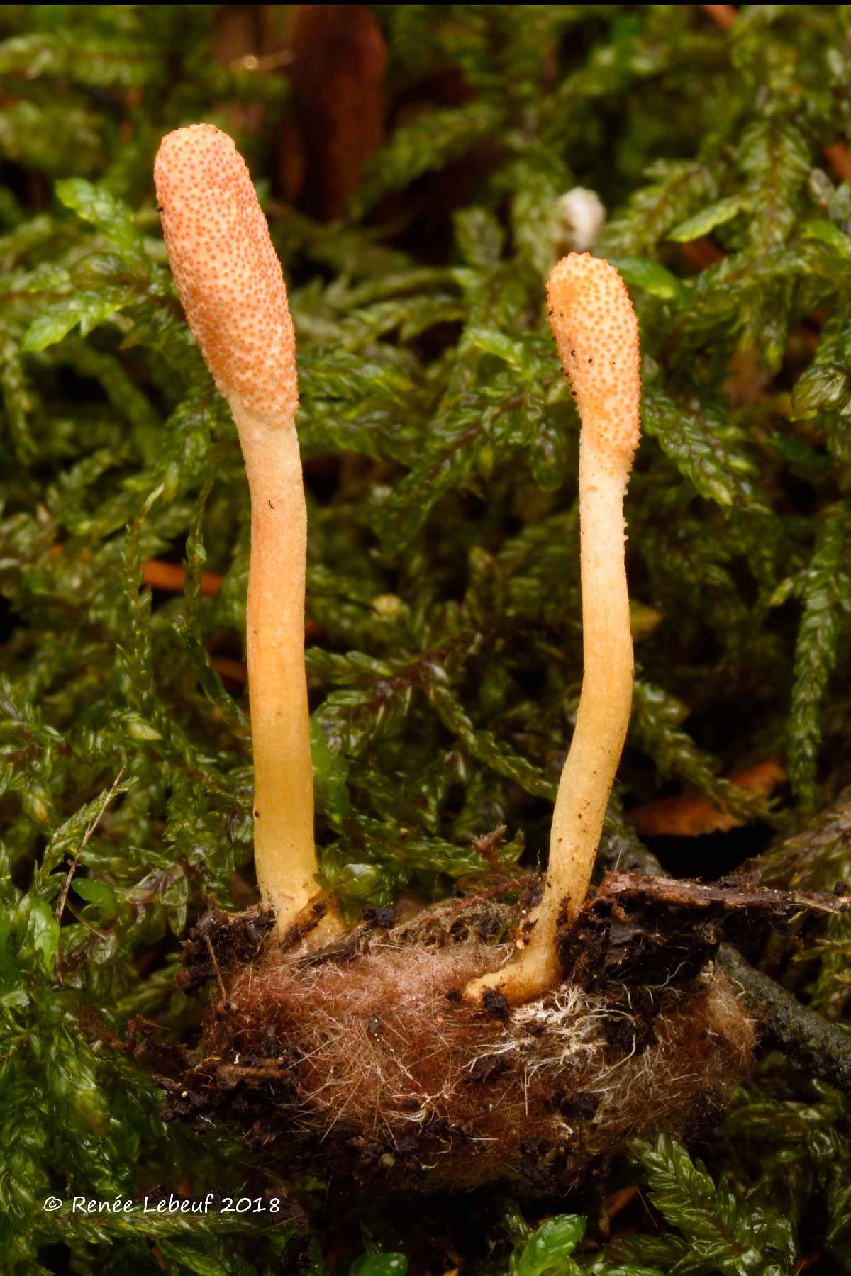 Cordyceps militaris image