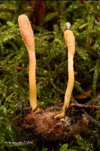 Image of Cordyceps militaris