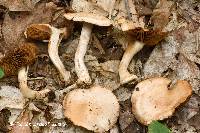 Cortinarius firmus image