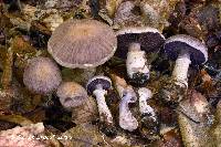 Cortinarius torvus image