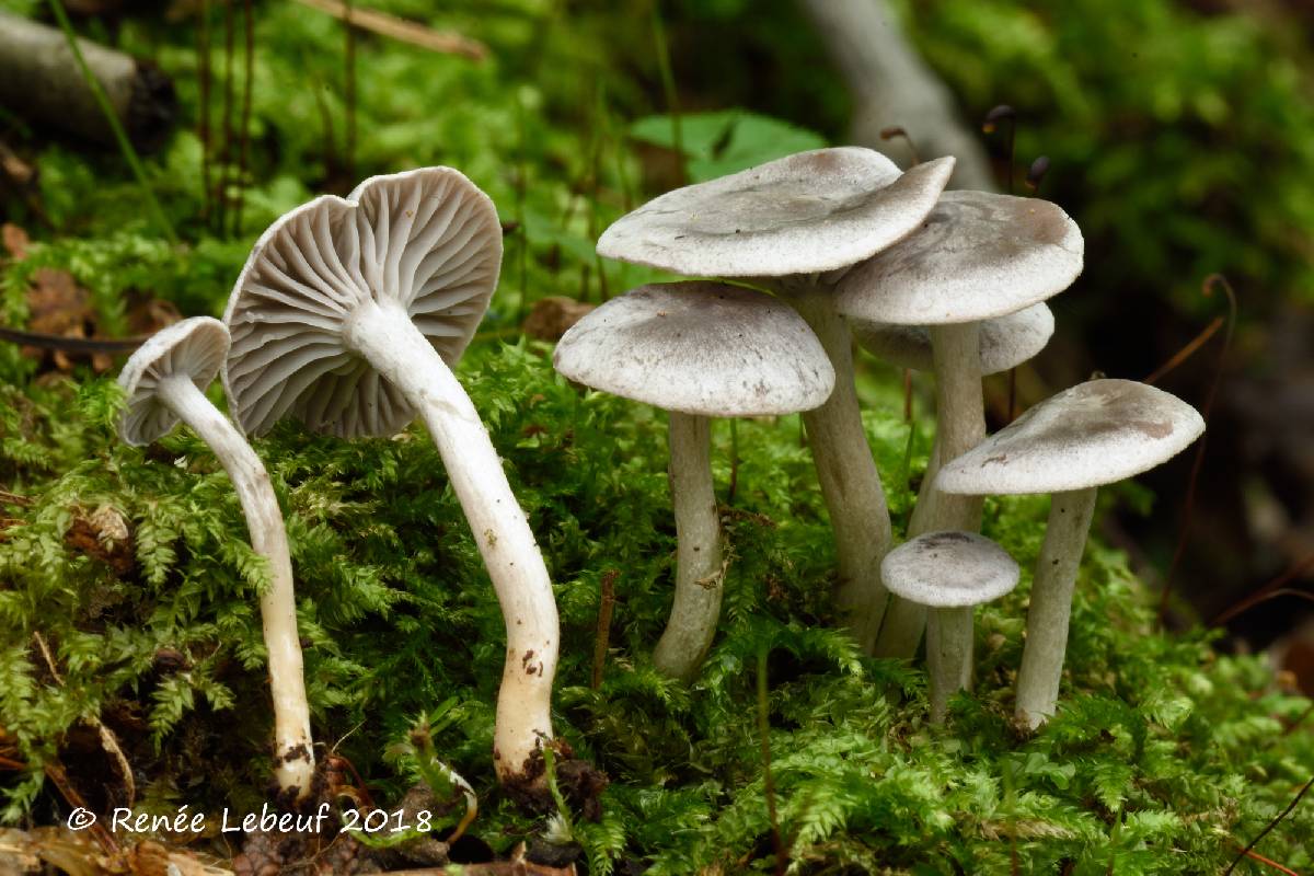 Hygrocybe canescens image