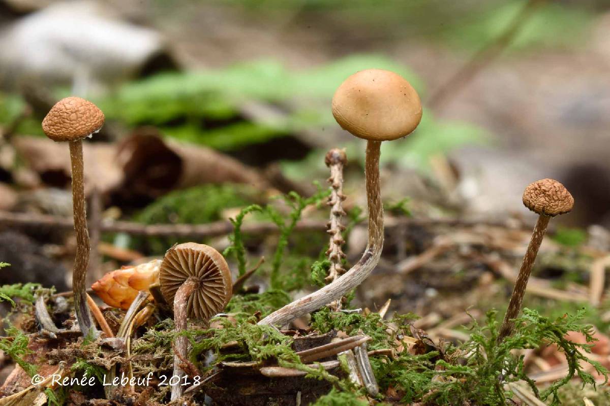 Psilocybe phyllogena image