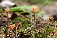 Image of Psilocybe phyllogena