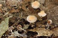 Psilocybe phyllogena image