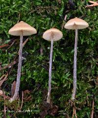Entoloma conicum image