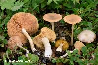 Entoloma flavifolium image