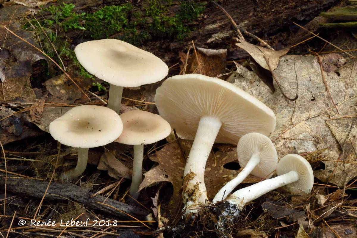 Entoloma noordeloosi image