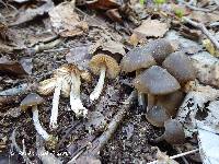 Entoloma vernum image