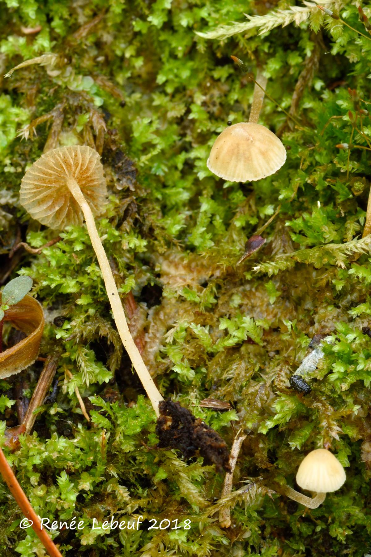 Galerina stordalii image