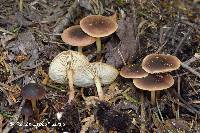 Collybia brunneola image