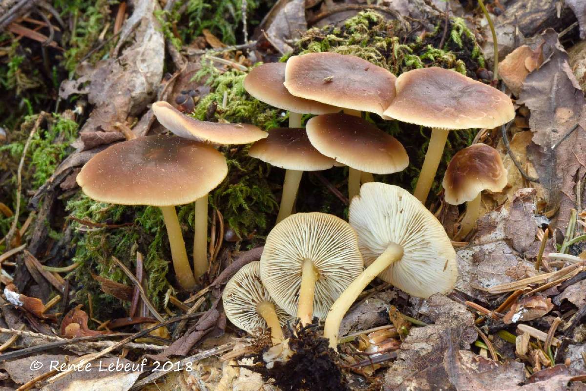 Collybia brunneola image