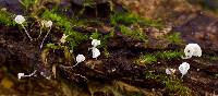 Hemimycena mauretanica image