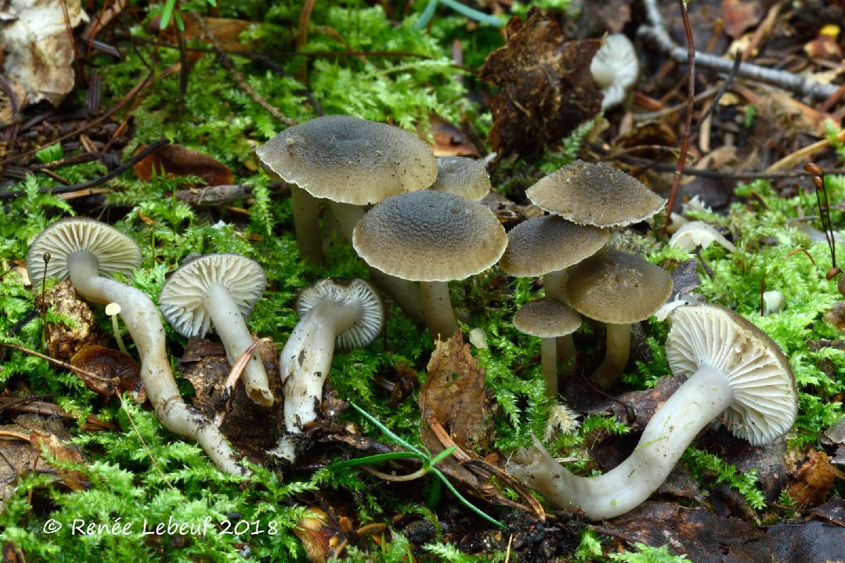 Hygrophorus atro-olivaceus image