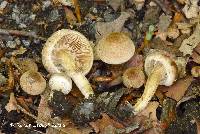 Inocybe dulcamara image