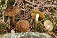 Inocybe luteifolia image