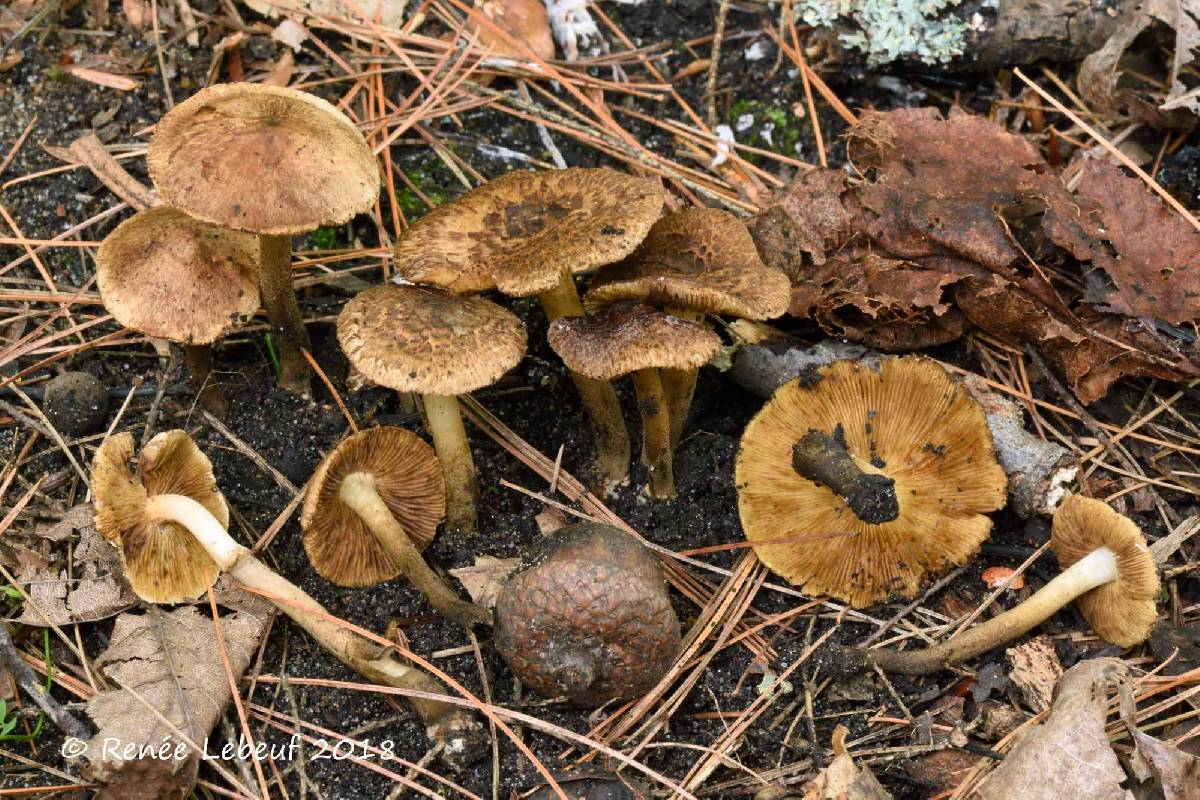 Inocybe luteifolia image