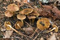 Inocybe luteifolia image