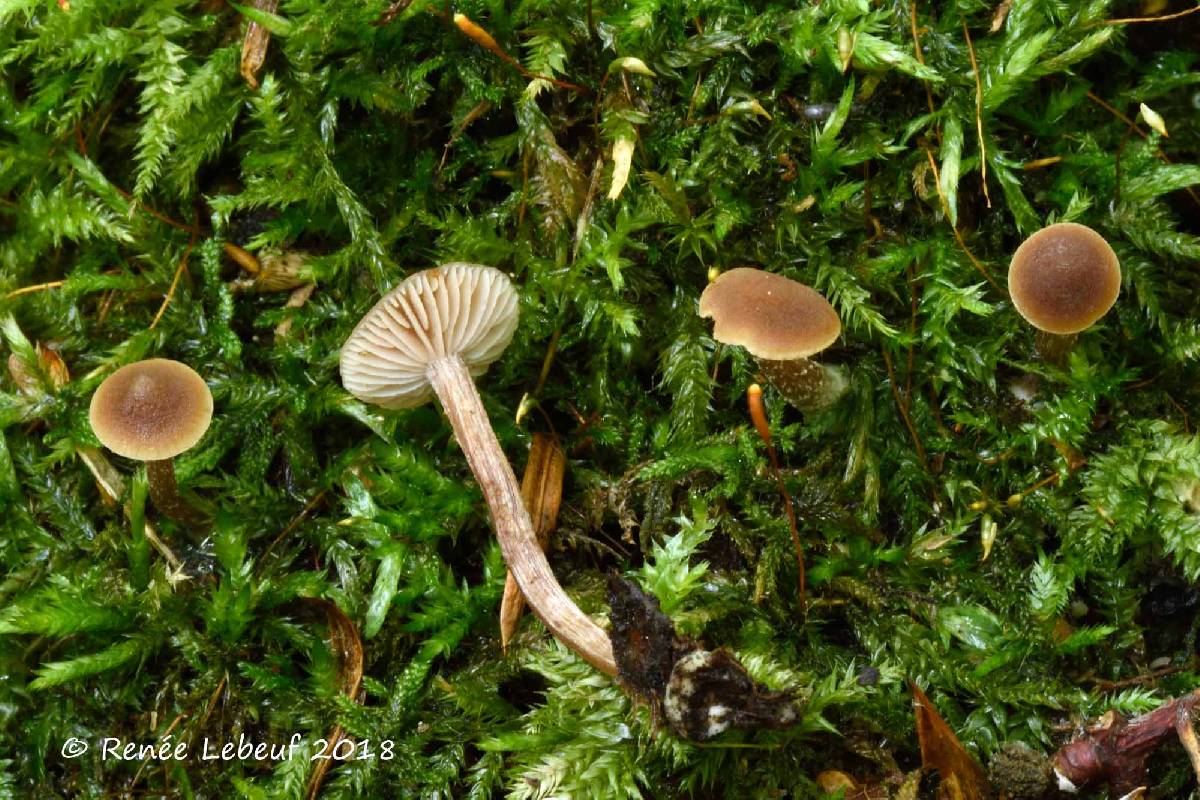 Inocybe tubarioides image