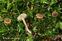 Image of Inocybe tubarioides