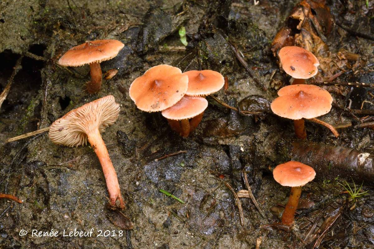 Lactarius carbonicola image