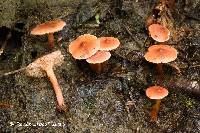 Lactarius carbonicola image