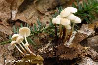 Marasmius delectans image