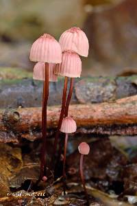 Marasmius pulcherripes image