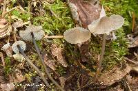 Mycena alcalina image