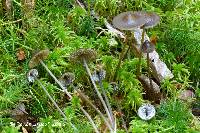 Mycena abramsii image