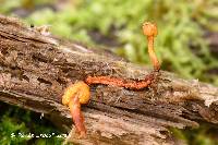 Ophiocordyceps variabilis image